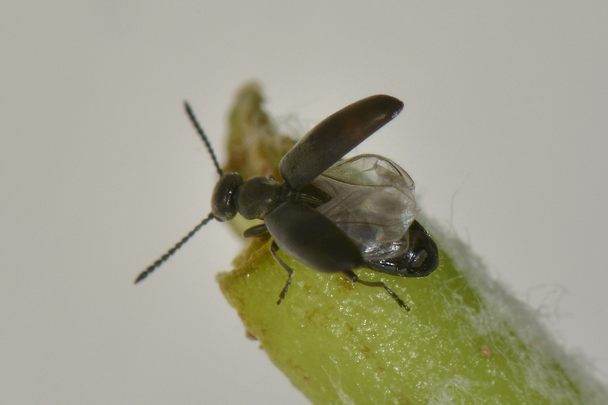 Anthicidae nero su Viburno: Microhoria venusta.